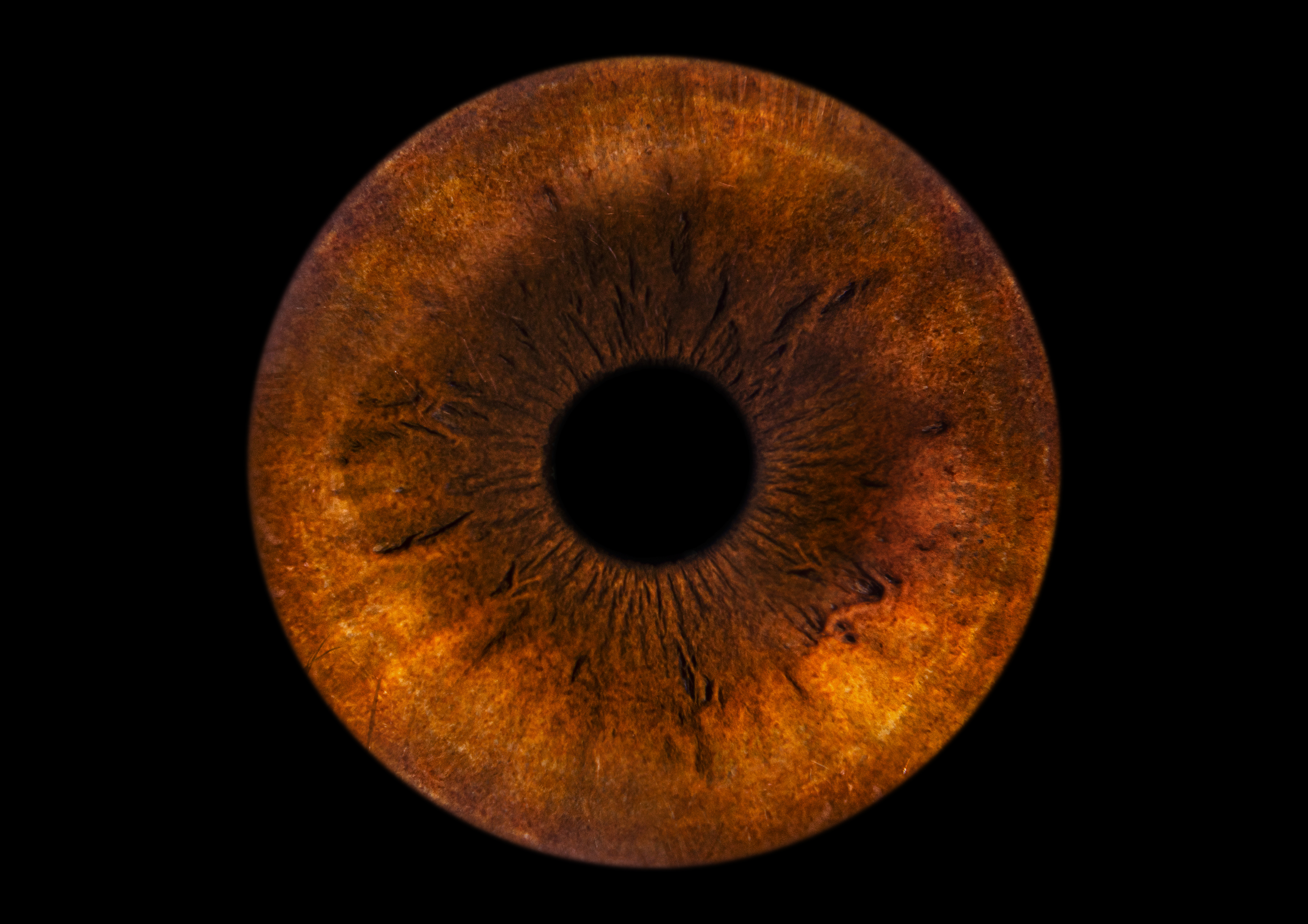 Iris artwork carousel example