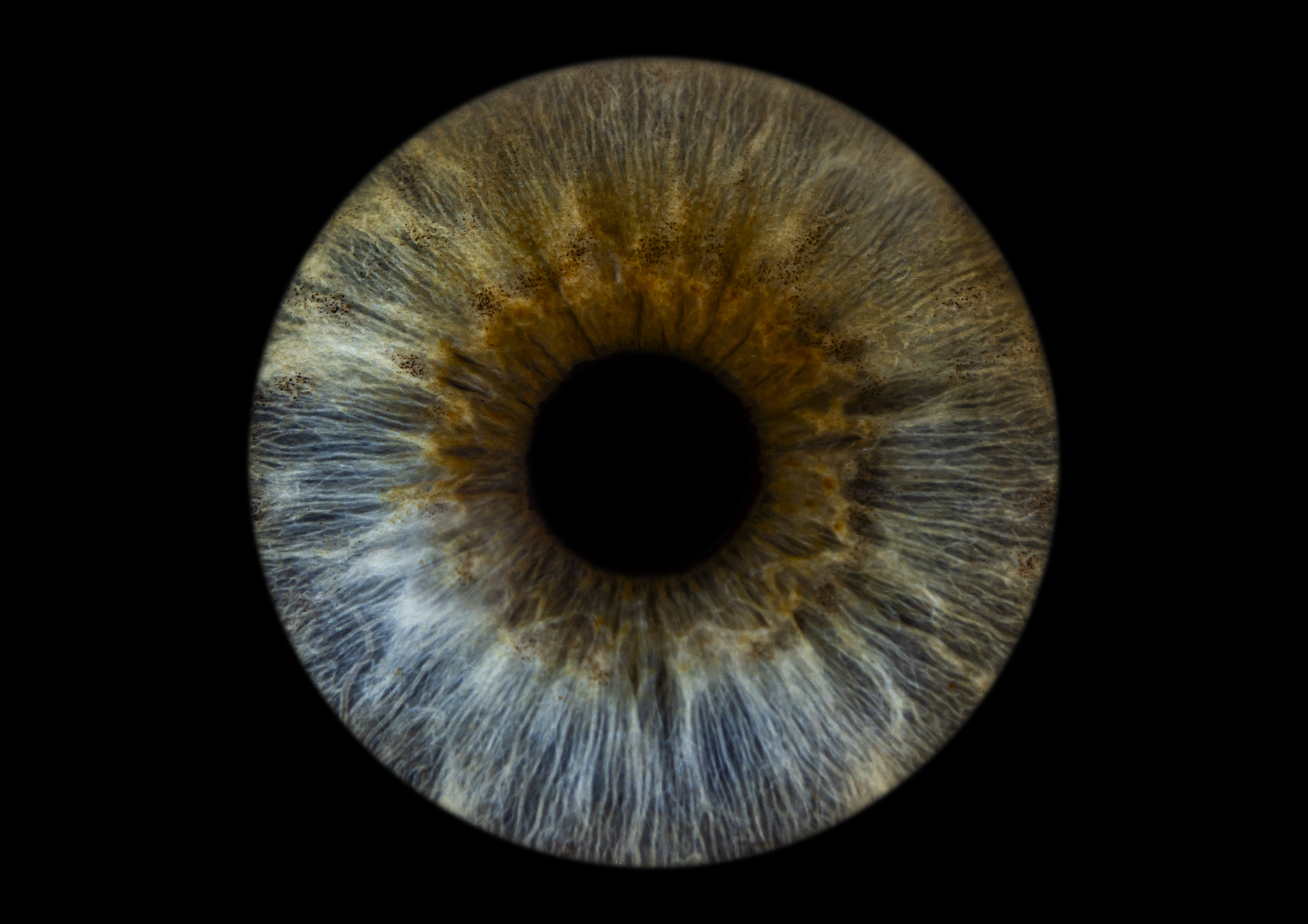 Iris artwork carousel example